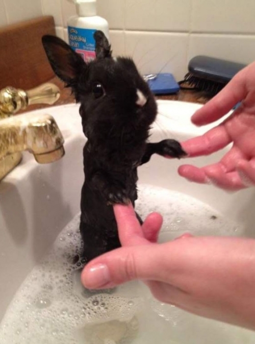 목욕 중인 토끼 ⓒ온라인 커뮤니티