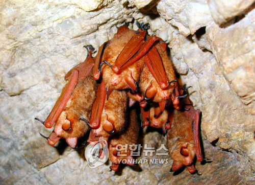 동굴에서 겨울잠을 자고 있는 황금박쥐. 연합뉴스
