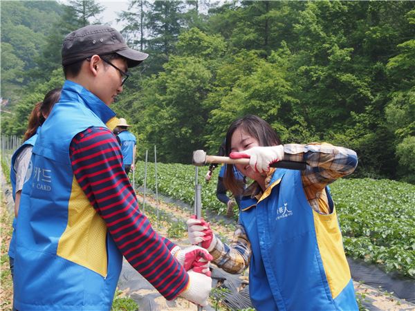 25일 신한카드 임직원들이 1사 1촌 자매결연 마을인 강원도 삼배리마을에 방문해 봉사활동을 펼치고 있다. (사진 제공=신한카드)