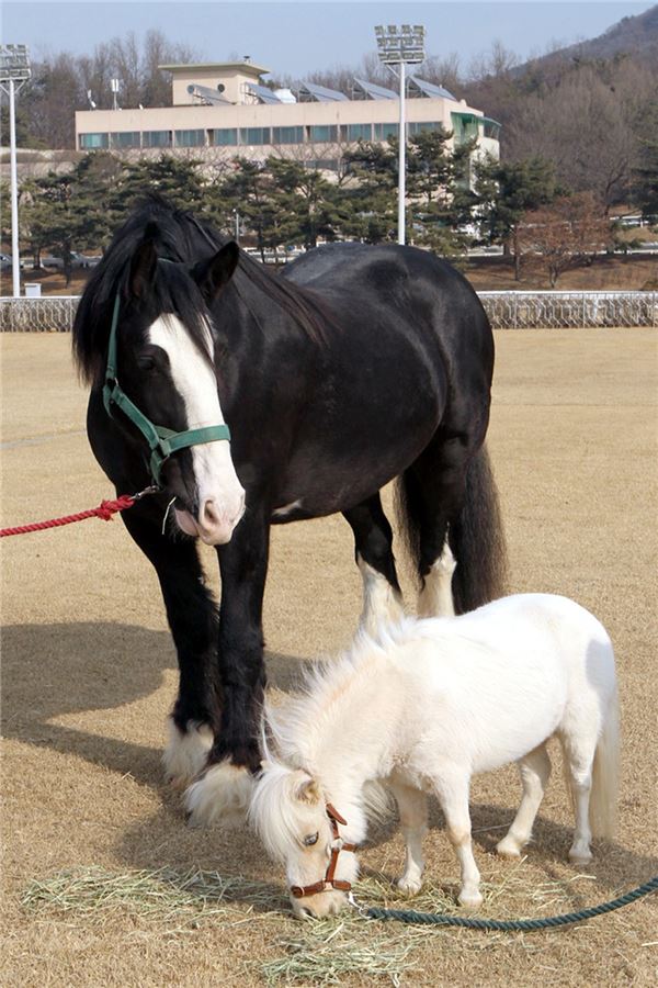 몸무게가 무려 1톤이나 나가는 마틴이 사람과의 줄다리기에 출전한다.
