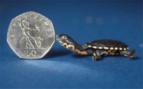 동전보다 작은 거북이, 사진=온라인커뮤니티 제공