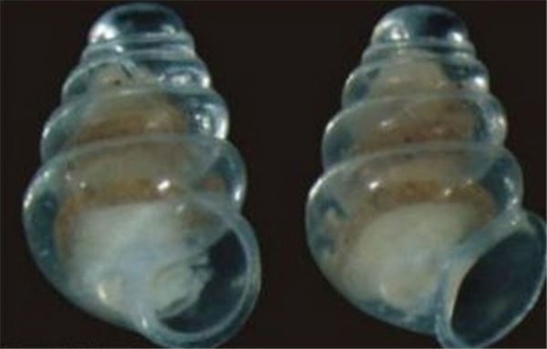 희귀 투명 달팽이,사진=영국 데일리메일 제공