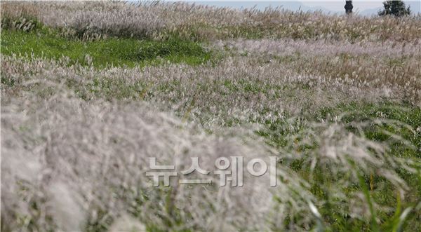 낮과 밤의 길이가 같아진다는 추분(秋分)인 23일 서울 마포구 하늘공원에 억새가 장관을 이루고 있다. 김동민 기자. life@newsway.co.kr