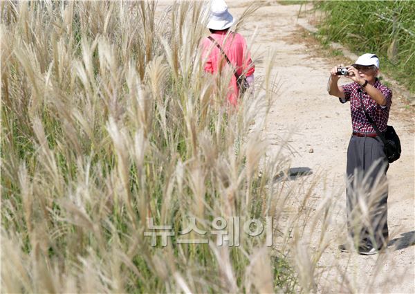 낮과 밤의 길이가 같아진다는 추분(秋分)인 23일 서울 마포구 하늘공원에서 한 시민이 억새를 카메라로 담고있다. 김동민 기자. life@newsway.co.kr