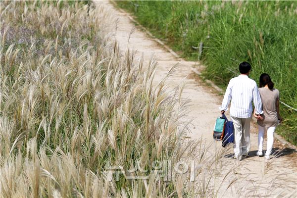 낮과 밤의 길이가 같아진다는 추분(秋分)인 23일 서울 마포구 하늘공원에 억새가 장관을 이루고 있다. 김동민 기자. life@newsway.co.kr