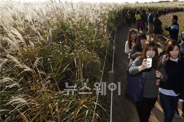 한 시민이 억새밭을 걸으면서 셀프카메라를 찍고 있다. 김동민 기자 life@newsway.co.kr