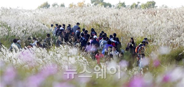 서울 상암동 하늘공원에 억새축제를 보기 위해 많은 인파가 몰렸다. 김동민 기자 life@newsway.co.kr