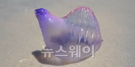 보라색 해양 생명체. 사진=유튜브 캡쳐