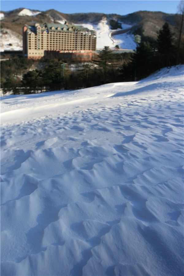 양지파인스키밸리, 심야-백야스키권이 6만9000원 기사의 사진