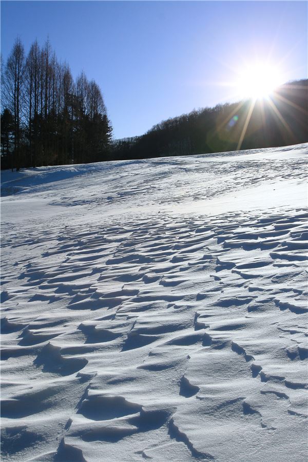 양지파인스키밸리, 심야-백야스키권이 6만9000원 기사의 사진