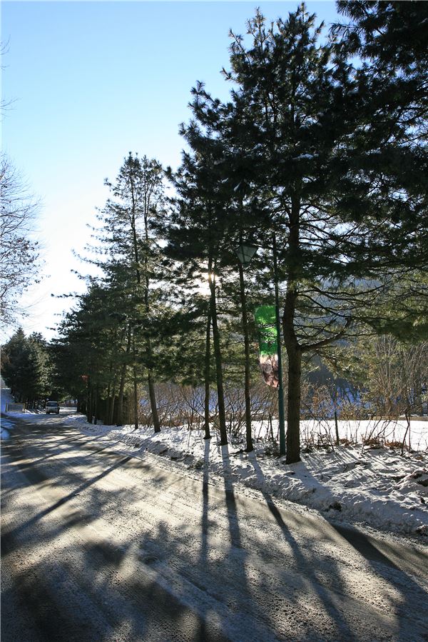 양지파인스키밸리, 심야-백야스키권이 6만9000원 기사의 사진