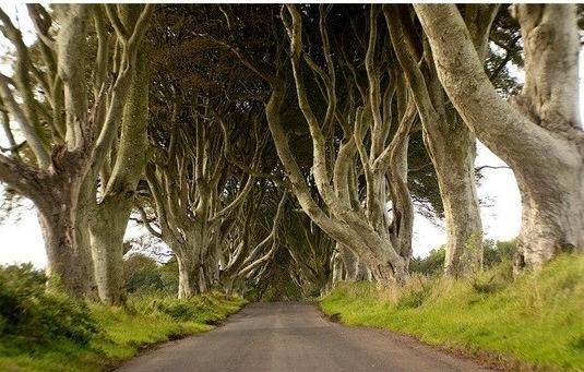 아일랜드 마법의 숲길 사진=온라인 커뮤니티