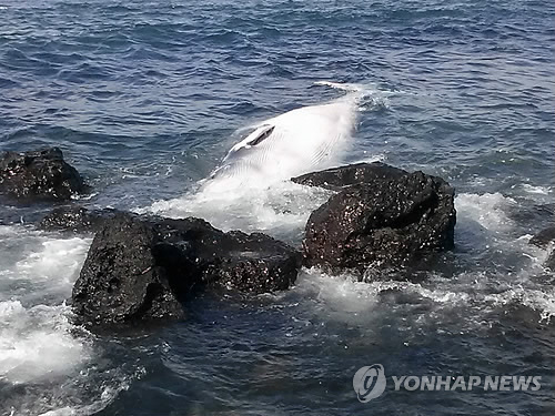 10일 오전 제주도 서귀포시 대정읍 신도리 해안에서 주민 양모씨에 의해 발견된 밍크고래 사체. 사진=연합뉴스 제공