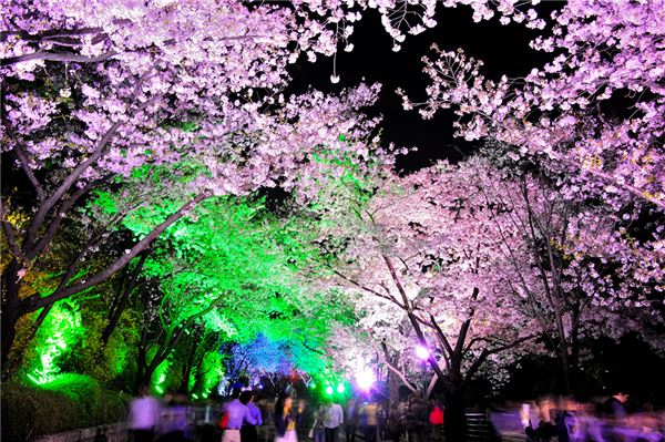 이월드, 올해 첫 벚꽃축제 연다 기사의 사진