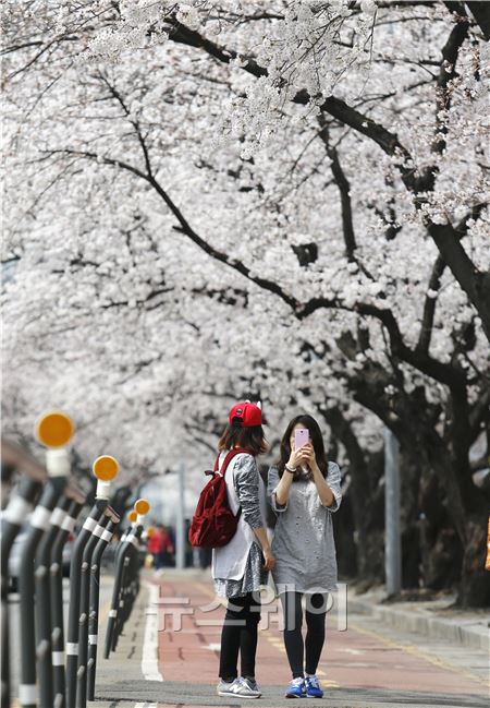 한낮기온이 20도를 넘긴 31일 오후 서울 여의도 윤중로에서 시민들이 휴대폰으로 사진을 찍고 있다. 이수길 기자 leo2004@newsway.co.kr