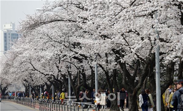 한낮기온이 20도를 넘긴 31일 오후 서울 여의도 윤중로에서 벚꽃을 즐기고 있다. 이수길 기자 leo2004@newsway.co.kr