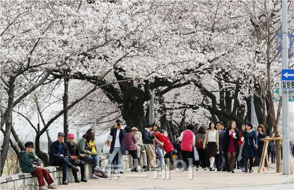 한낮기온이 20도를 넘긴 31일 오후 서울 여의도 윤중로에서 벚꽃을 즐기고 있다. 이수길 기자 leo2004@newsway.co.kr