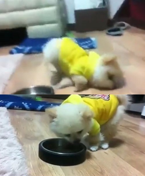 강아지 만취 영상. 사진=온라인 커뮤니티