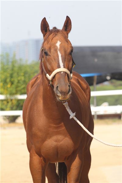 스포츠조선배 대상경주 승자는 누구 기사의 사진