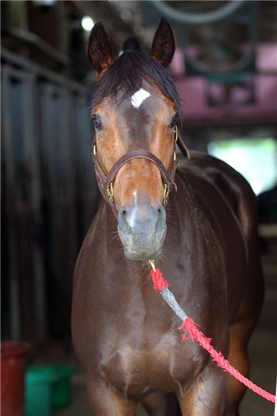 스포츠조선배 대상경주 승자는 누구 기사의 사진