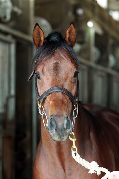 스포츠조선배 대상경주 승자는 누구 기사의 사진