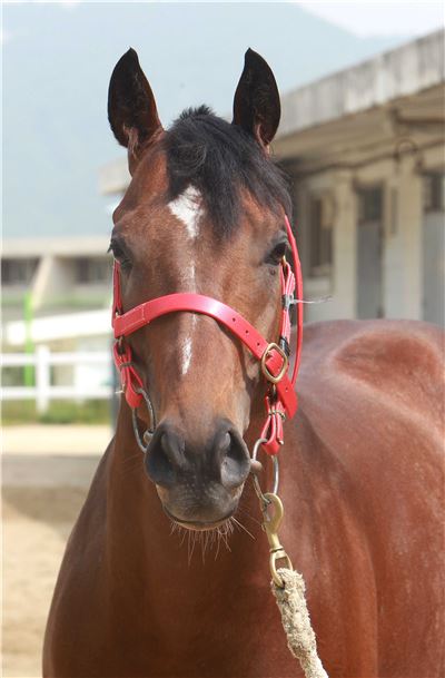 스포츠조선배 대상경주 승자는 누구 기사의 사진
