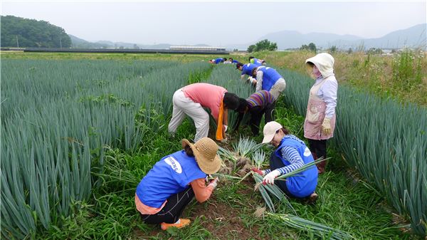 삼성물산(대표이사 최치훈)은 임직원이 농촌 일손 돕기 봉사활동을 펼치고 있는 모습. 사진=삼성물산 제공