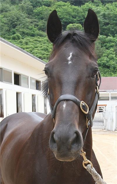 제주특별자치도지사배(GIII) 대상경주,  최강자는? 기사의 사진
