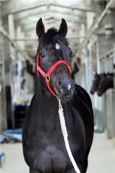제주특별자치도지사배(GIII) 대상경주,  최강자는? 기사의 사진