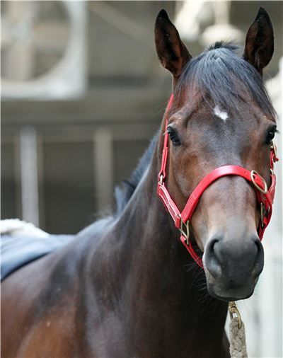 제주특별자치도지사배(GIII) 대상경주,  최강자는? 기사의 사진