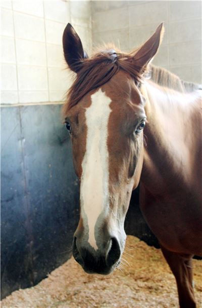 제주특별자치도지사배(GIII) 대상경주,  최강자는? 기사의 사진