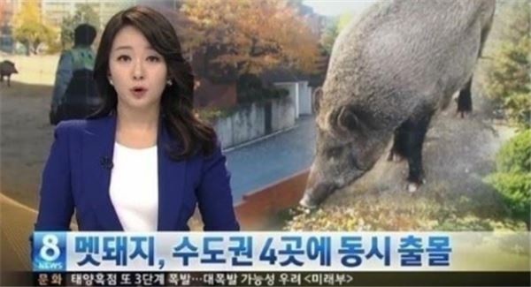 의정부 시내 멧돼지 소동. 사진=SBS 뉴스 영상 화면 캡쳐