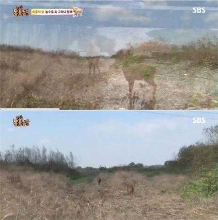 9일 오전 방송된 SBS ‘TV 동물농장’에서는 농수로에 빠진 어린 고라니 형제 구조기가 전파를 탔다. 사진=SBS ‘TV 동물농장’ 영상 캡처
