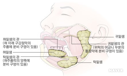 입마름의 원인. 사진=네이버 건강백과 갈무리