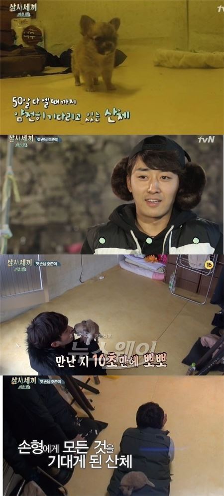 장모치와와 산체가 귀여운 외모와 애교로 '삼시세끼' 멤버들은 물론 네티즌들의 폭발적인 사랑을 받고 있다 / 사진= tvN '삼시세끼' 방송화면 캡처