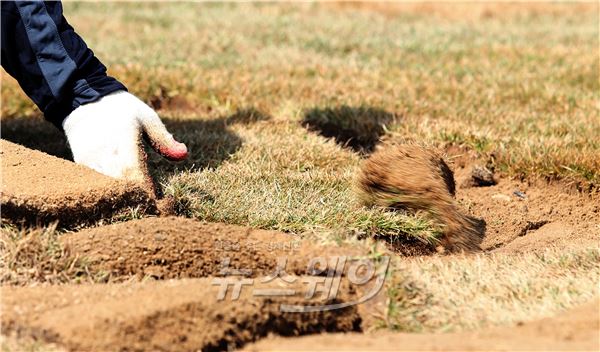 서울광장 잔디 식재. 사진=김동민 기자 life@newsway.co.kr