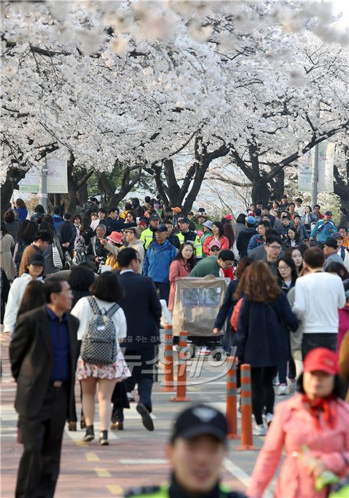 여의도 윤중로 벚꽃축제. 사진=김동민 기자 life@newsway.co.kr