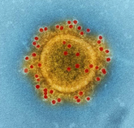 메르스 코로나바이러스 사진=네이처 제공