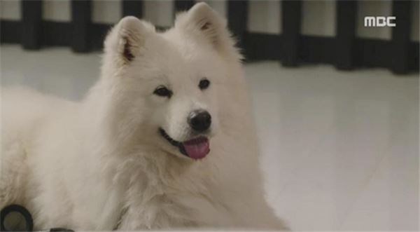 반려견이 먹으면 안되는 것. 사진=MBC