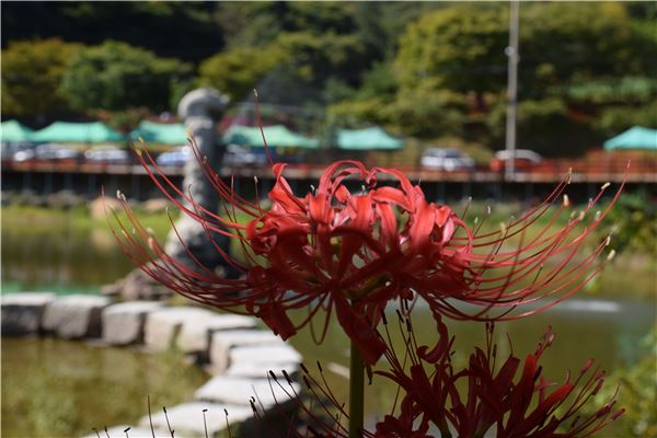 함평군 용천사 일대, 지금  ‘꽃무릇 천지’ 기사의 사진
