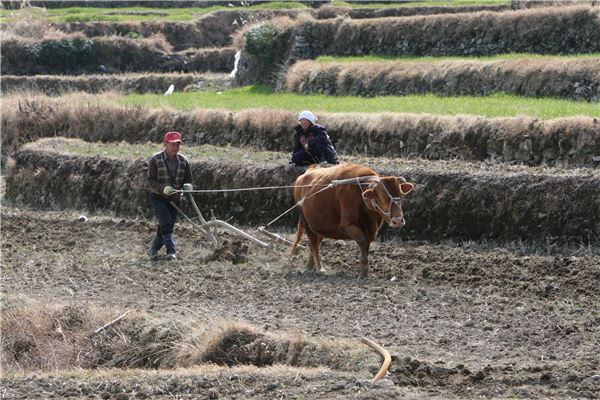 완도 청산도 구들장 논에서 한 농부가 소를 이용한 재래방식으로 논갈이를 하고 있다.