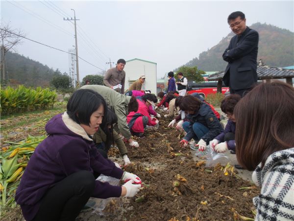 지난 10일 광주소비자시민모임 회원 및 광주지역 자모회원들이 진도 강황영농조합법인 농장에서 울금 수확 체험을 하고 있다.