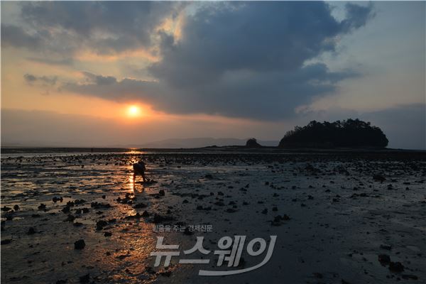 망운면 송현리 곰솔 숲서 바라본 노을