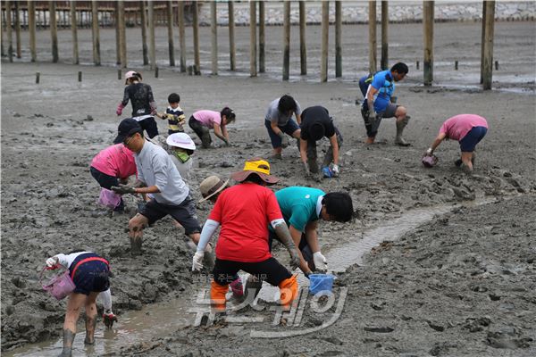 무안 황토갯벌축제, 해양수산부 ‘우수축제’ 선정 기사의 사진