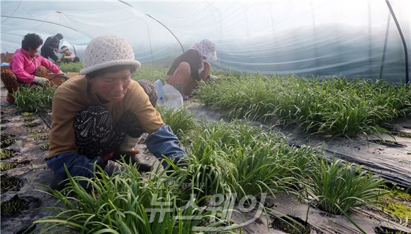 함평군, ‘자양강장제’ 겨울부추 수확 ‘한창’ 기사의 사진