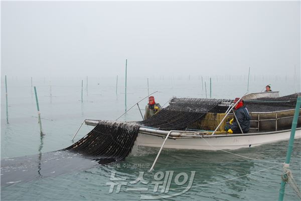 물김을 채취하는 모습