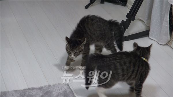 JTBC '마리와 나' 심형탁과 서인국이 고양이 여섯마리 입양을 위해 고군분투했다/ 사진= '마리와 나' 영상캡처
