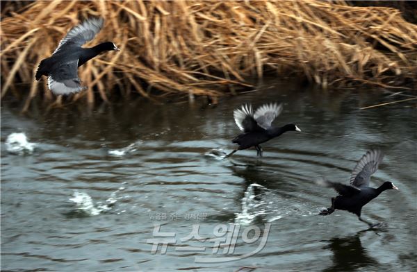 함평군, 겨울철새 ‘물닭’의 힘찬 날갯짓 기사의 사진