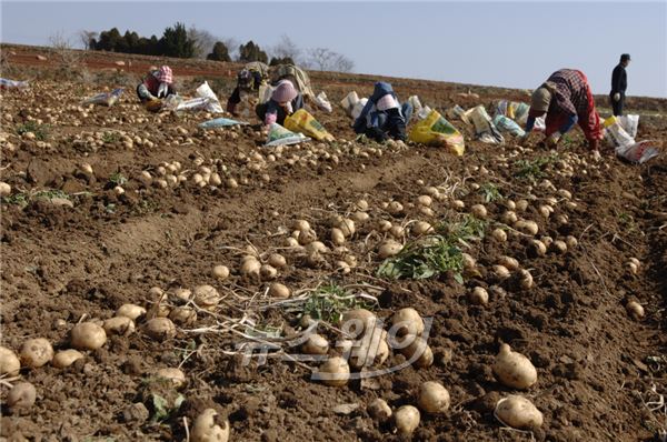 해남의 농부들이 겨울철 감자를 수확하고 있다.