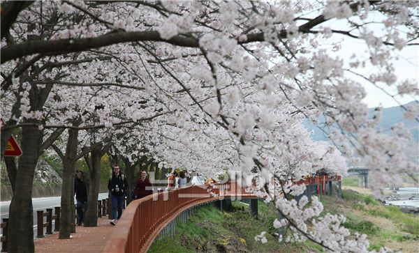 구례군,섬진강벚꽃축제 개최 기사의 사진